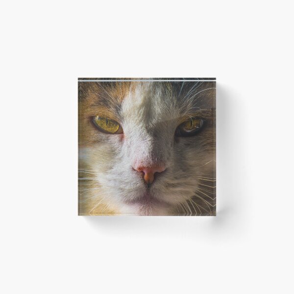 Item preview, Beautiful Cat designed and sold by MoePhotography.
