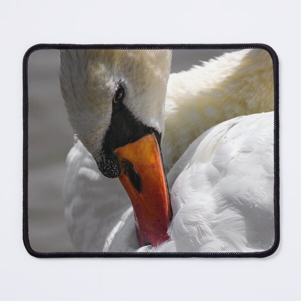 Item preview, Preening Swan designed and sold by MoePhotography.