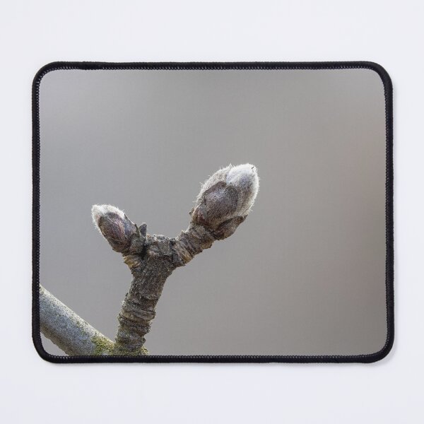 Item preview, Close up of two apple tree buds on a twig during early spring season with blurred background designed and sold by 3 Hours of Silence.