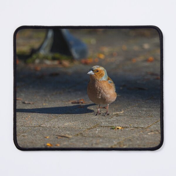 Item preview, Chaffinch Bird Standing In Warm Sunlight designed and sold by FotoBastek.