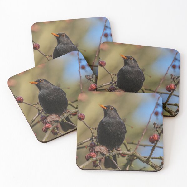 Artikelvorschau, Amselmännchen sitzt auf einem Beerenbaumzweig entworfen und verkauft von FotoBastek.