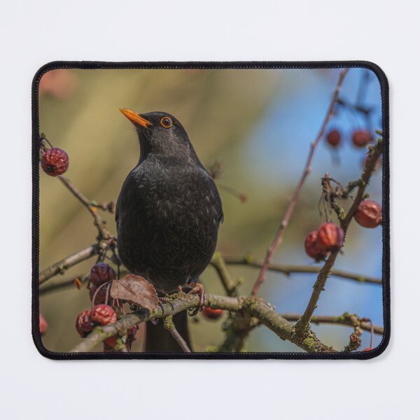 Item preview, Male Blackbird Perched on Berry Tree Branch designed and sold by FotoBastek.