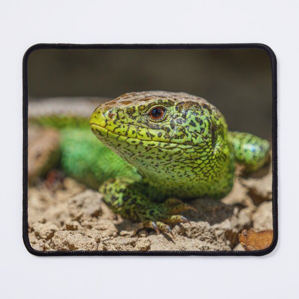 Item preview, Green Sand Lizard Macro Portrait designed and sold by FotoBastek.