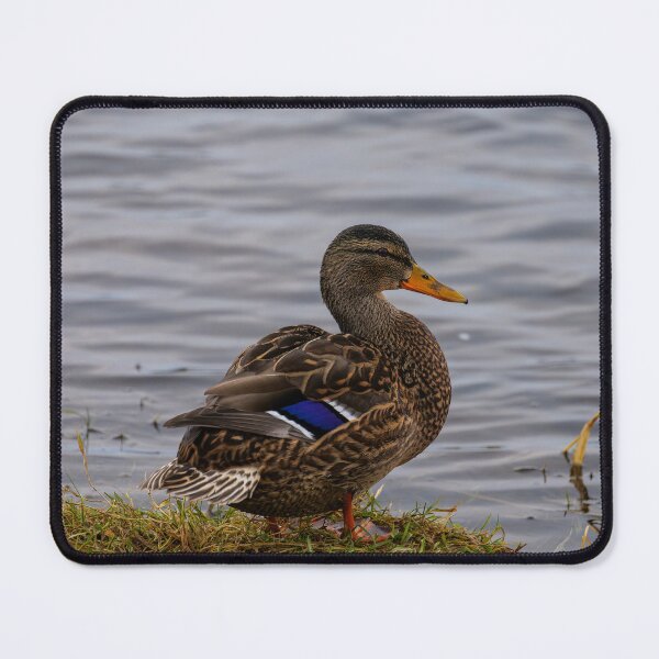 Item preview, Mallard Hen With Vibrant Purple Wing Patches designed and sold by FotoBastek.