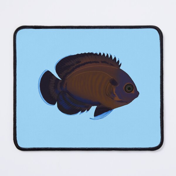 Item preview, Bluefin Dwarf Angelfish designed and sold by Copperbora.