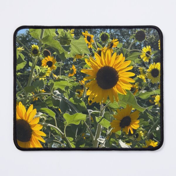 Item preview, August Sunflowers ABQ NM designed and sold by Donlan-2211.