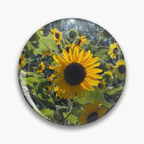 Item preview, August Sunflowers ABQ NM  designed and sold by Donlan-2211.
