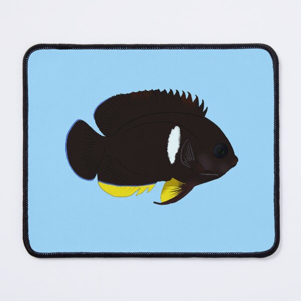 Item preview, Tibicen Dwarf Angelfish designed and sold by Copperbora.