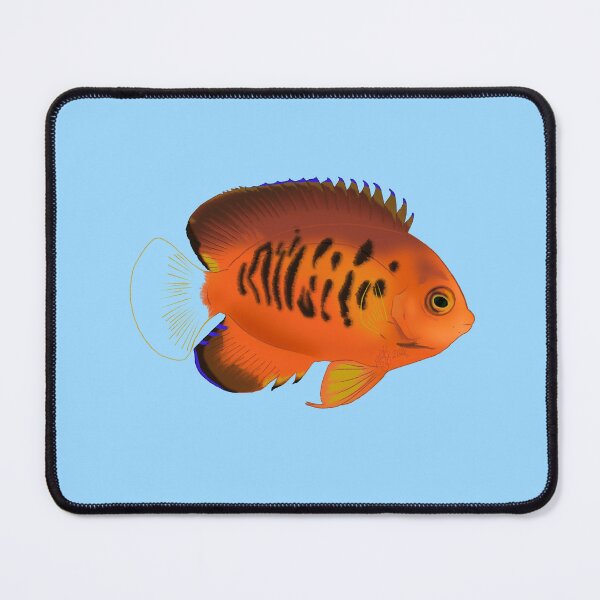 Item preview, True Shephard Dwarf Angelfish designed and sold by Copperbora.