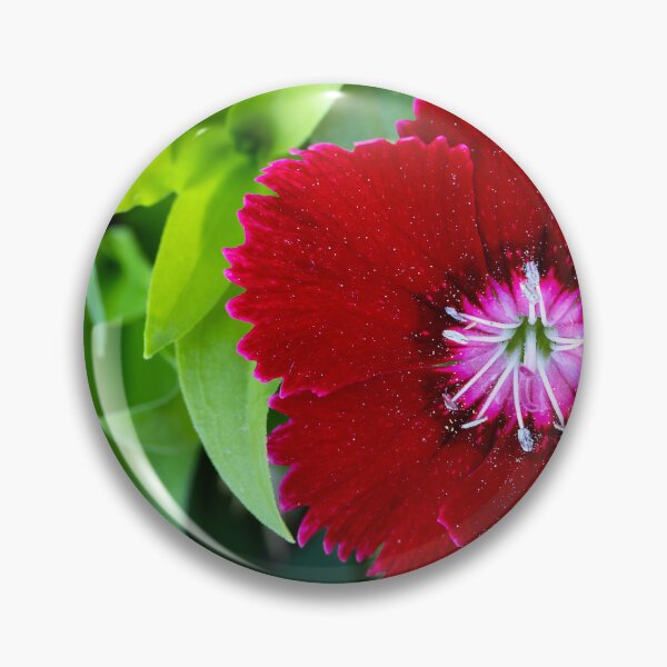 Item preview, Close up of red Dianthus bloom designed and sold by lisavonbiela.