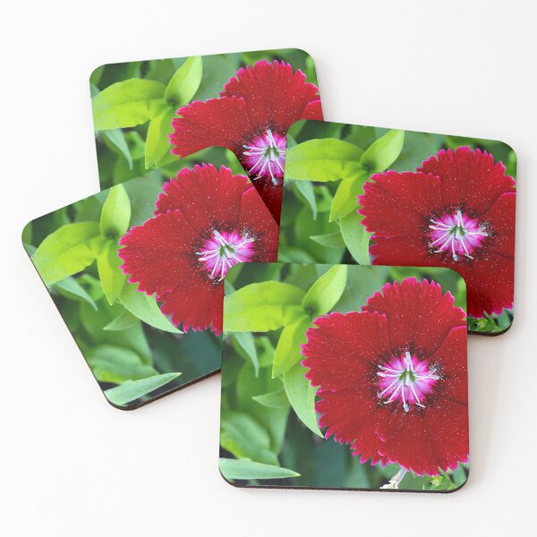 Item preview, Close up of red Dianthus bloom designed and sold by lisavonbiela.