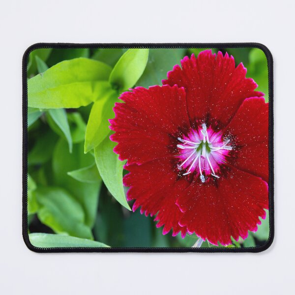 Item preview, Close up of red Dianthus bloom designed and sold by lisavonbiela.
