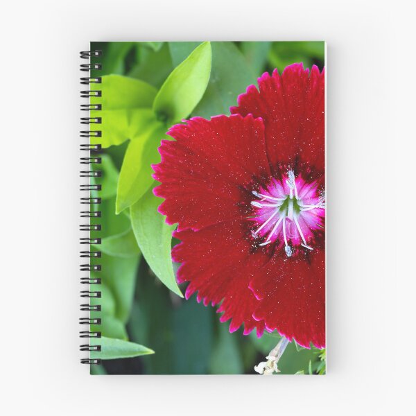 Item preview, Close up of red Dianthus bloom designed and sold by lisavonbiela.