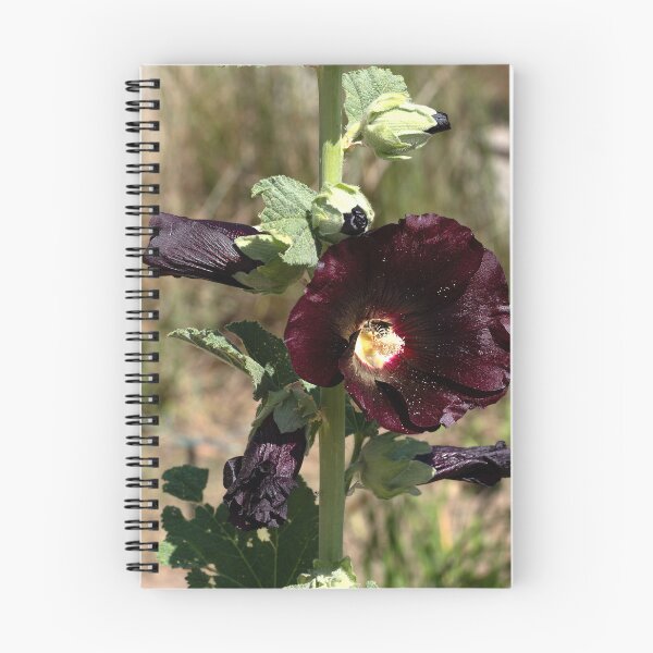 Item preview, Close up of black Hollyhock with bee in center designed and sold by lisavonbiela.