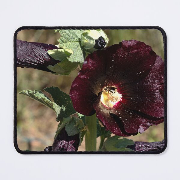 Item preview, Close up of black Hollyhock with bee in center designed and sold by lisavonbiela.