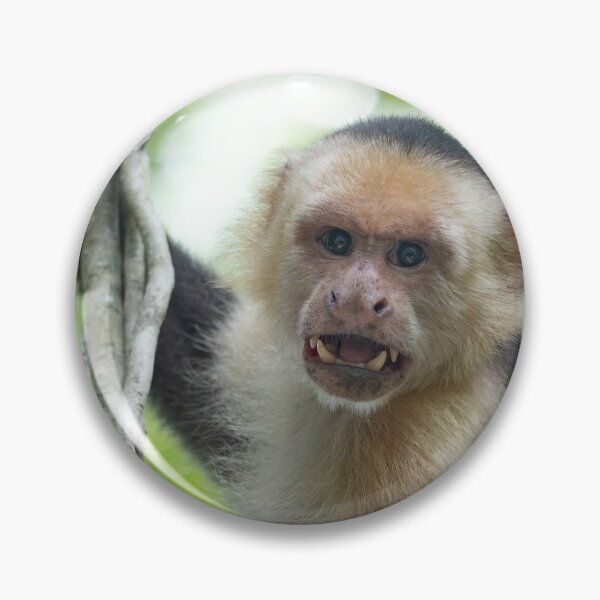 Item preview, Capuchin Monkey Portrait – Wildlife Photography Primate Jungle Animal Wall Art designed and sold by WildFrameNature.