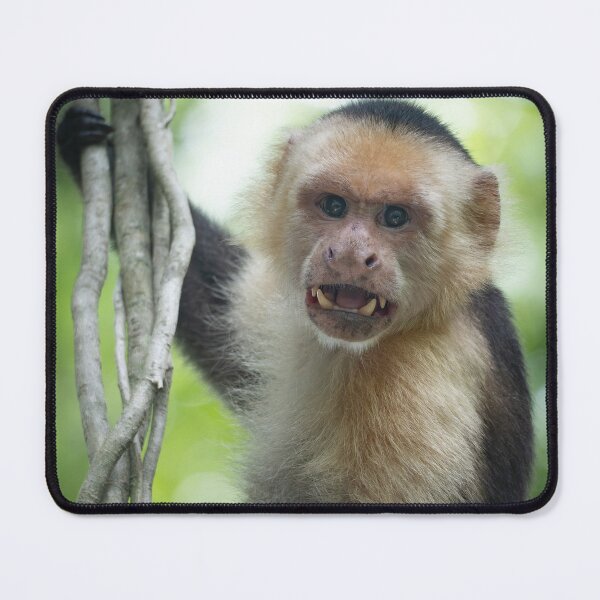 Item preview, Capuchin Monkey Portrait – Wildlife Photography Primate Jungle Animal Wall Art designed and sold by WildFrameNature.