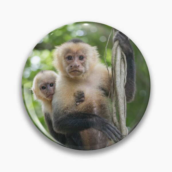 Item preview, Capuchin Mother and Baby Monkey on Jungle Vines – Costa Rica designed and sold by WildFrameNature.