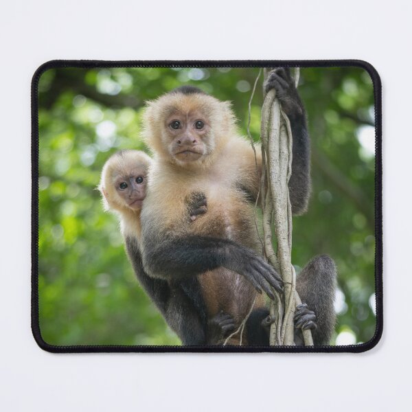 Item preview, Capuchin Mother and Baby Monkey on Jungle Vines – Costa Rica designed and sold by WildFrameNature.