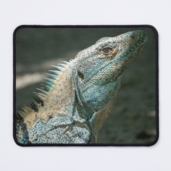 Item preview, Blue Iguana Close-Up Portrait – Tropical Wildlife Photography designed and sold by WildFrameNature.