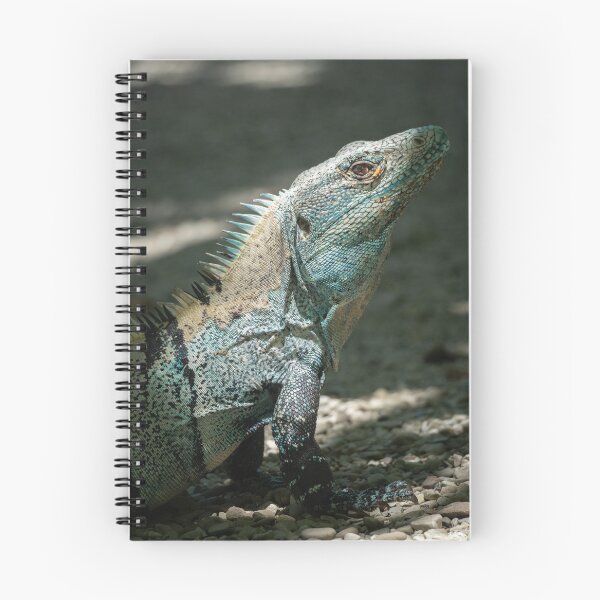 Item preview, Blue Iguana Close-Up Portrait – Tropical Wildlife Photography designed and sold by WildFrameNature.