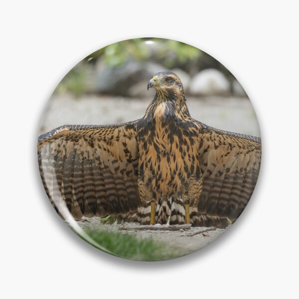 Item preview, Hawk Spreading Wings on Ground – Costa Rica Birds of Prey designed and sold by WildFrameNature.