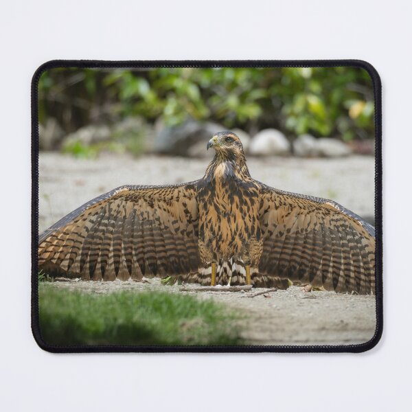 Item preview, Hawk Spreading Wings on Ground – Costa Rica Birds of Prey designed and sold by WildFrameNature.