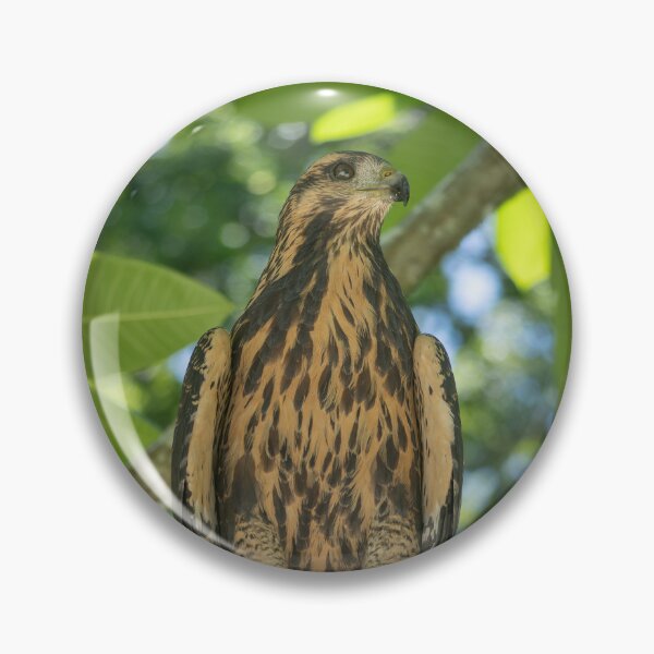 Item preview, Hawk Perched on Branch in Tropical Forest – Costa Rica Raptor designed and sold by WildFrameNature.