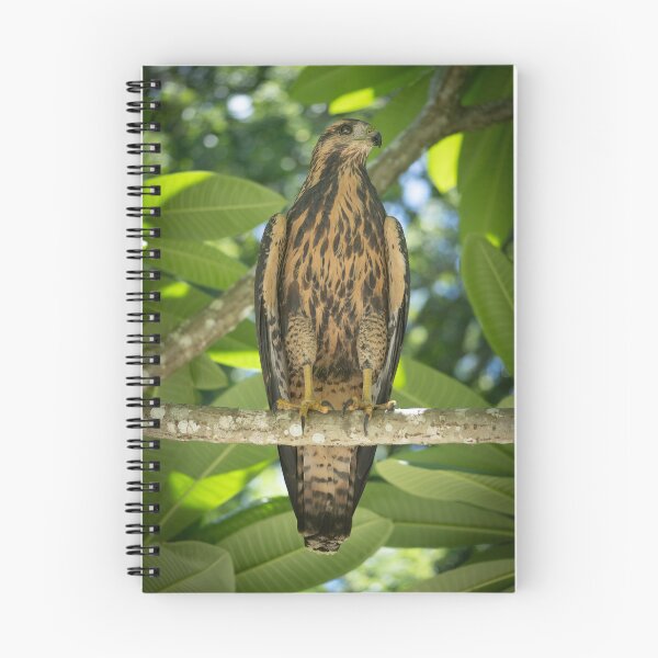 Item preview, Hawk Perched on Branch in Tropical Forest – Costa Rica Raptor designed and sold by WildFrameNature.