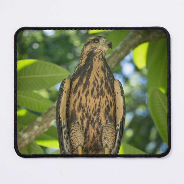 Item preview, Hawk Perched on Branch in Tropical Forest – Costa Rica Raptor designed and sold by WildFrameNature.