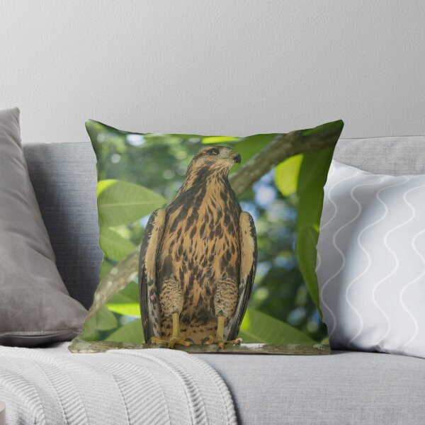 Item preview, Hawk Perched on Branch in Tropical Forest – Costa Rica Raptor designed and sold by WildFrameNature.