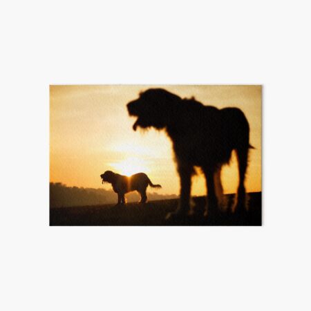 Italian Spinone Silhouettes Art Board Print