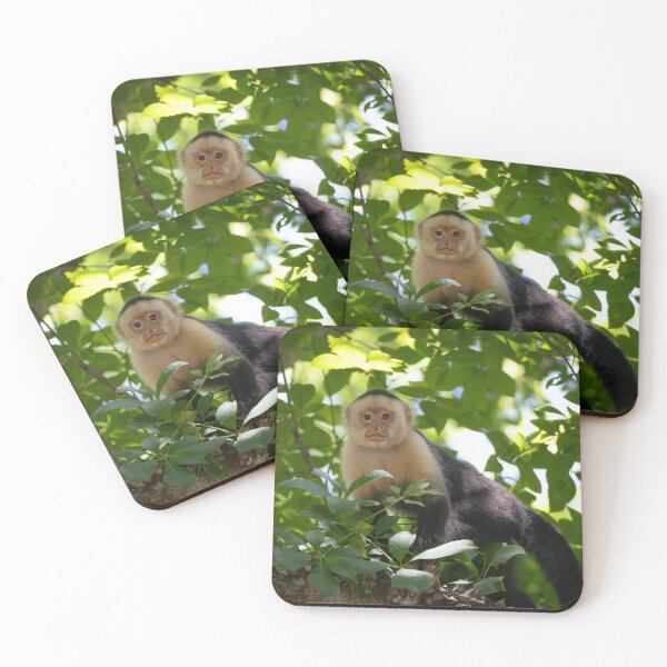 Item preview, White-faced Capuchin Monkey in Jungle Canopy – Costa Rica Wildlife designed and sold by WildFrameNature.