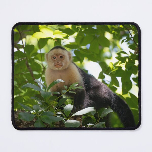 Item preview, White-faced Capuchin Monkey in Jungle Canopy – Costa Rica Wildlife designed and sold by WildFrameNature.