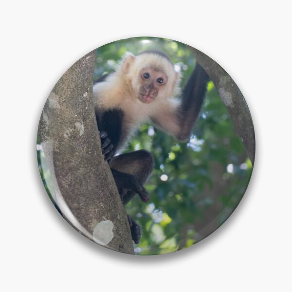 Item preview, Young Capuchin Monkey Climbing Tree – Cute Jungle Wildlife Photo designed and sold by WildFrameNature.