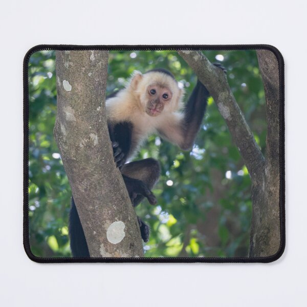 Item preview, Young Capuchin Monkey Climbing Tree – Cute Jungle Wildlife Photo designed and sold by WildFrameNature.