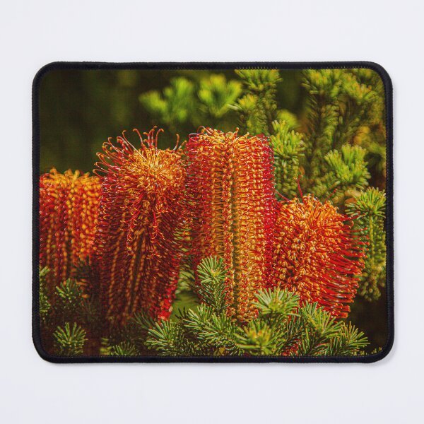 Item preview, Heath-Leaved Orange Banksia Macro – Fine Art Canvas Print designed and sold by MinzMarchStudio.