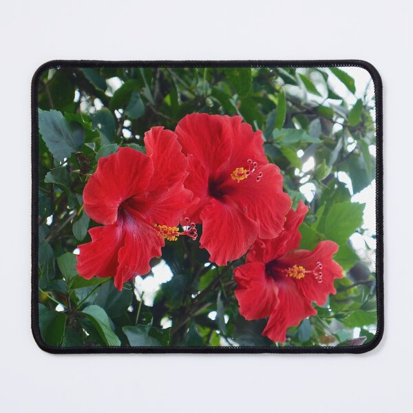 Item preview, A Trio Of Red Hawaiian Hibiscus designed and sold by olivia-wilbur.