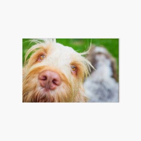 Hello there Spinone Art Board Print