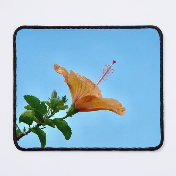 Item preview, Yellow Hawaiian Hibiscus against the Big Blue Sky designed and sold by olivia-wilbur.