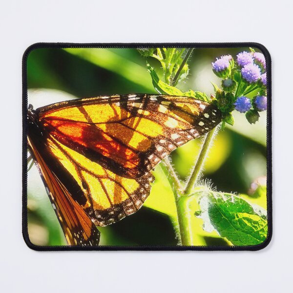 Item preview, Sunlit Wings designed and sold by wendyhattonphotography.