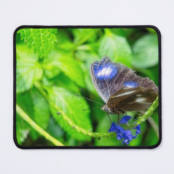 Item preview, Midnight Blue Butterfly Glow designed and sold by wendyhattonphotography.