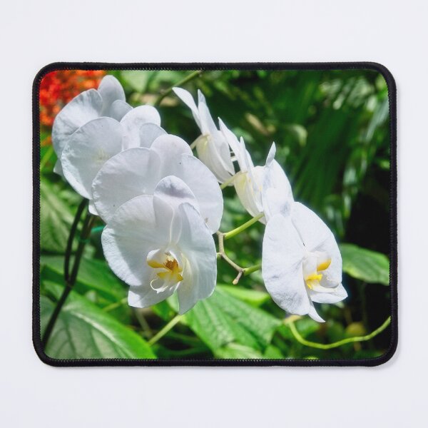 Item preview, White Orchids in Tropical Light designed and sold by wendyhattonphotography.