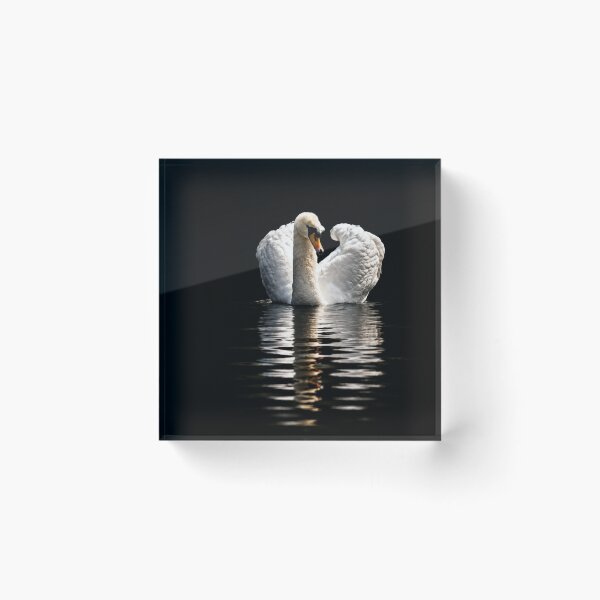Item preview, Solitary Swan on Dark waters designed and sold by Astute-Artio-Photography.