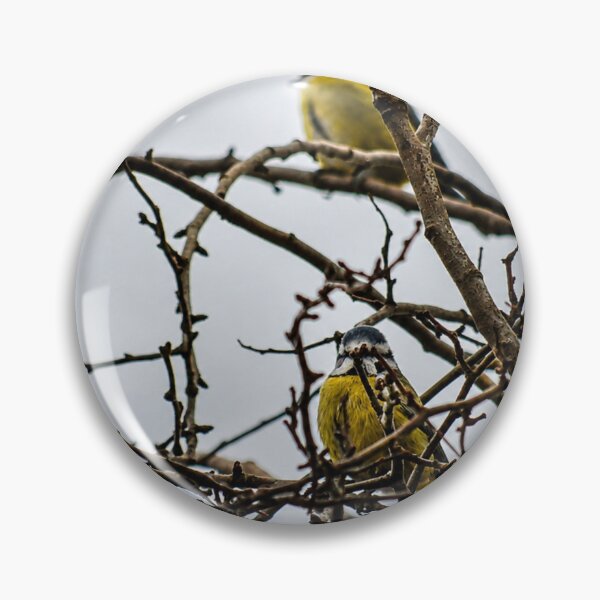 Item preview, Eurasian Blue Tits perched in bare tree designed and sold by Astute-Artio-Photography.