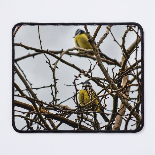 Item preview, Eurasian Blue Tits perched in bare tree designed and sold by Astute-Artio-Photography.