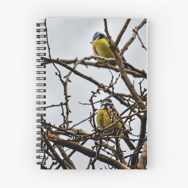Item preview, Eurasian Blue Tits perched in bare tree designed and sold by Astute-Artio-Photography.