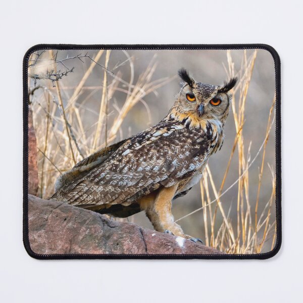 Item preview, Orange-Eyed Eagle Owl in the Dry Grass designed and sold by AlongTimber.