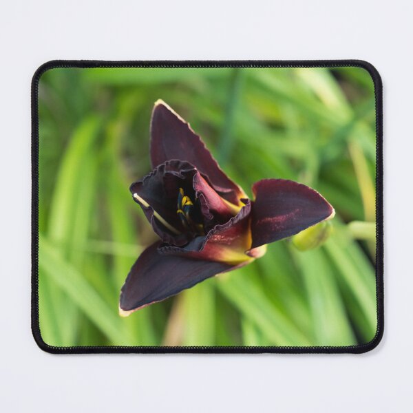 Item preview, Two Vibrant Dark Purple Daylily Blossoms Opening designed and sold by Georgia Mizuleva.