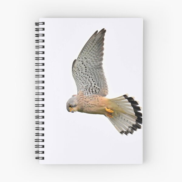 Item preview, Kestrel Gliding on Open Wings designed and sold by AlongTimber.